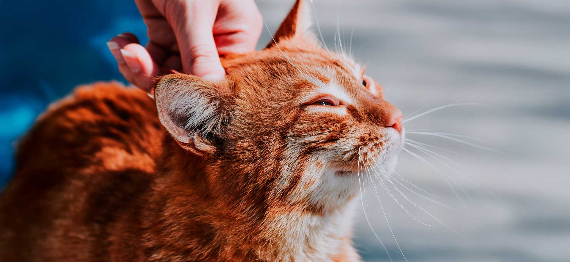 biotina para gatos